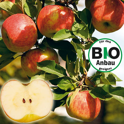 Apfel Topaz(S) von Gärtner Pötschke auf blumen.de