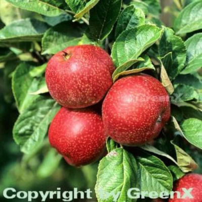 Apfelbaum Altländer Pfannkuchenapfel von Nr-01 Pflanzenversand auf blumen.de