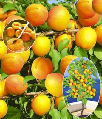 Aprikose ´Compacta Super Compact®,´ von BALDUR-Garten auf blumen.de