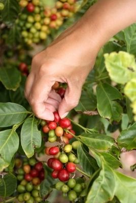 Arabica-Kaffee - Coffea arabica von Der Palmenmann auf blumen.de