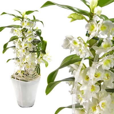 Asiatisch Trauben-Orchidee im Topf von FloraPrima auf blumen.de