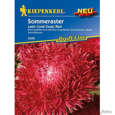 Aster ´Lady Coral Deep Red´ von Garten Schlüter auf blumen.de