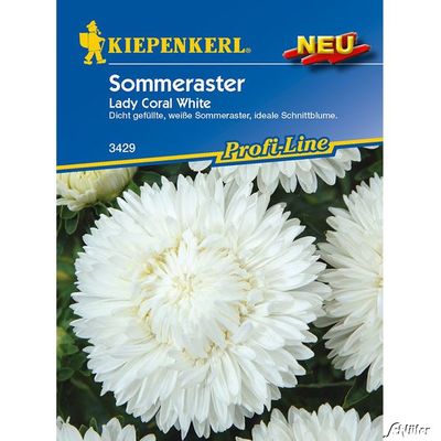 Aster ´Lady Coral White´ von Garten Schlüter auf blumen.de