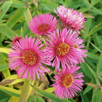 Raublatt-Aster 'Alma Pötschke' von Gartengruen-24 auf blumen.de