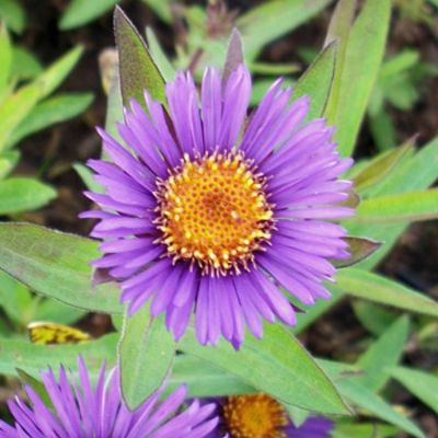 Raublatt-Aster 'Barr's Blue' von Gartengruen-24 auf blumen.de