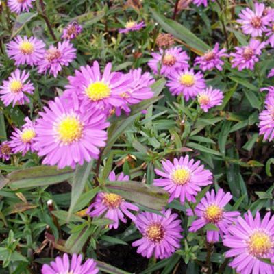 Glattblatt-Aster 'Karminkuppel' von Gartengruen-24 auf blumen.de