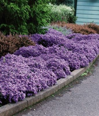 Aster ´Woods Light Blue´ von BALDUR-Garten auf blumen.de