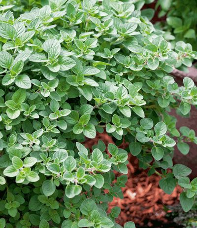 Attila Hildmann BIO-Pizza-Oregano von BALDUR-Garten auf blumen.de
