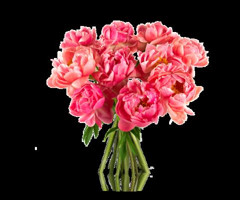 außergewöhnliche Pfingst-Rosen von MIFLORA auf blumen.de
