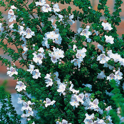 Australische Minze von Gärtner Pötschke auf blumen.de