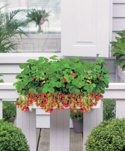 Balkonkasten mit 12 Erdbeerpflanzen - Jungpflanzen von Bakker auf blumen.de