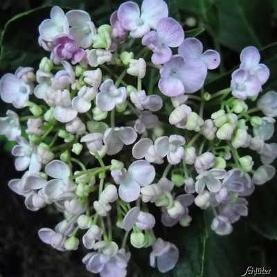 Ballhortensie ´Ayesha´  von Garten Schlüter auf blumen.de