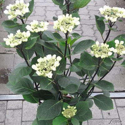 Ballhortensie ´Punch Coco®´ von Garten Schlüter auf blumen.de