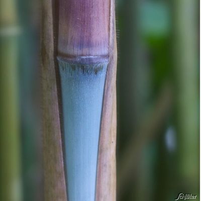 Bambus ´Blue Dragon´ von Garten Schlüter auf blumen.de