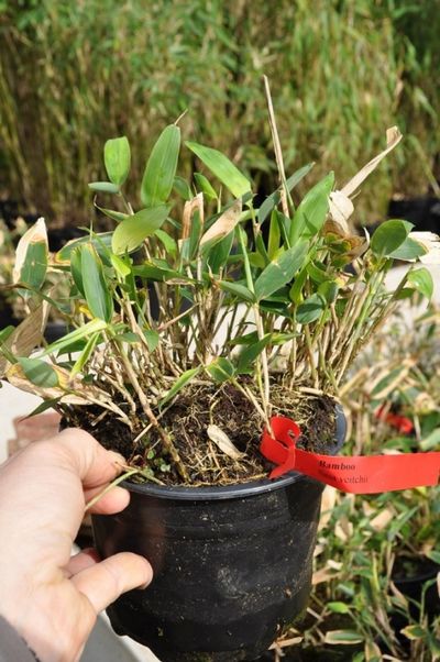 Bambus - Bodendeckerbambus von Der Palmenmann auf blumen.de