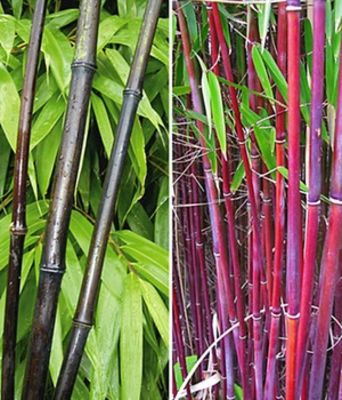 Bambus-Kollektion von BALDUR-Garten auf blumen.de