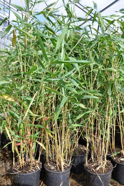 Bambus - Semi arundinaria yashadake ,Kimmei von Der Palmenmann auf blumen.de