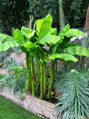 Bananenpflanze von GartenXXL auf blumen.de