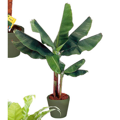 Bananenpflanze von hagebau auf blumen.de