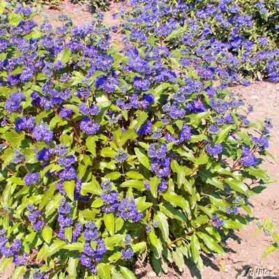 Bartblume ´Grand Bleu®´ von Garten Schlüter auf blumen.de