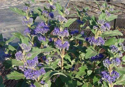 Bartblume 'Grand Bleu' von GartenHit24.de auf blumen.de