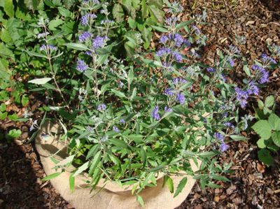 Bartblume 'Heavenly Blue' von GartenHit24.de auf blumen.de