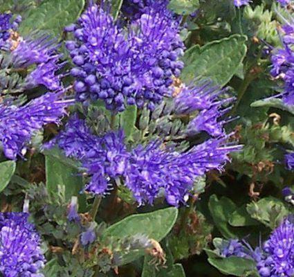 Bartblume Thetis von Nr-01 Pflanzenversand auf blumen.de