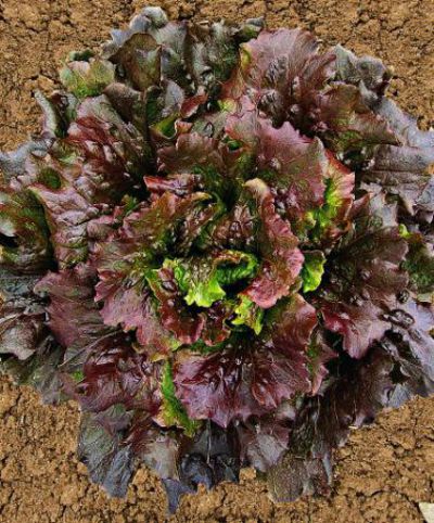 Bataviasalat ’Relay’ von Bakker auf blumen.de