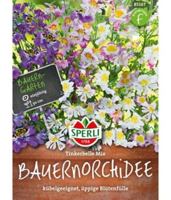 Bauernorchidee ´Tinkerbelle Mix´ von BALDUR-Garten auf blumen.de