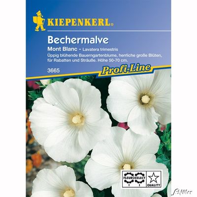 Bechermalve ´Mont Blanc´ von Garten Schlüter auf blumen.de