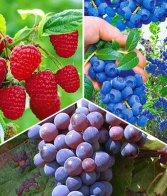 Beeren-Sortiment  von BALDUR-Garten auf blumen.de