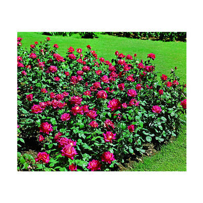 Beetrose »Heimatmelodie®« von hagebau auf blumen.de