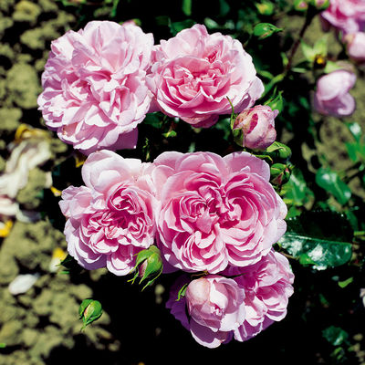 tomgarten Ramblerrose Paul/´s Himalayan Musk /® mehrj/ährig rosa winterhart |1 Rose