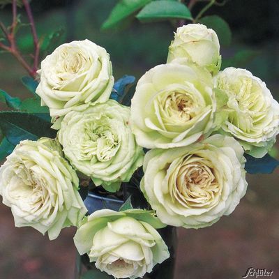 Beetrose ´Lovely Green´ von Garten Schlüter auf blumen.de