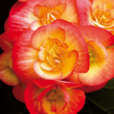 Begonien ´Picotee´ von TOM-GARTEN auf blumen.de