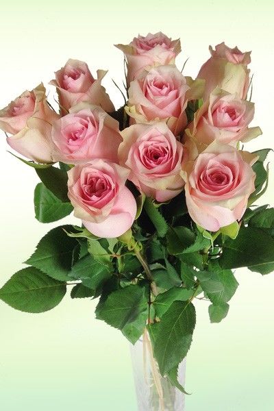 viele Rosa Rosen von Rosenbote.de auf blumen.de