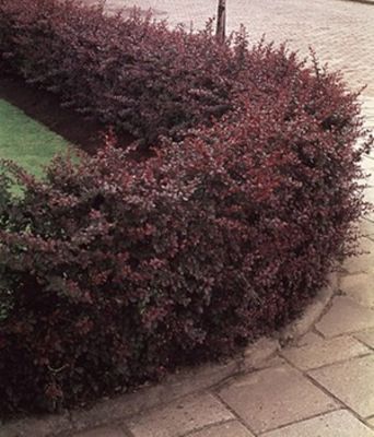 Berberitzenhecke von BALDUR-Garten auf blumen.de