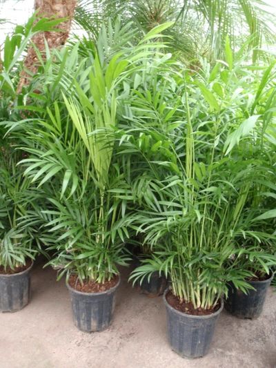 Bergpalme - Chamaedorea elegans (60-70 cm) von Der Palmenmann auf blumen.de