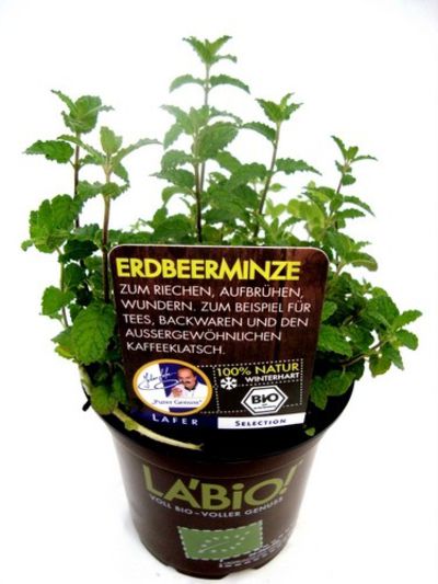 Bio Erdbeerminze  von Olerum.de auf blumen.de