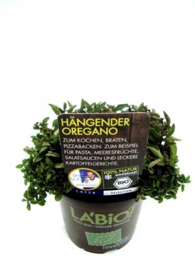 Bio Hängender-Oregano  von Olerum.de auf blumen.de