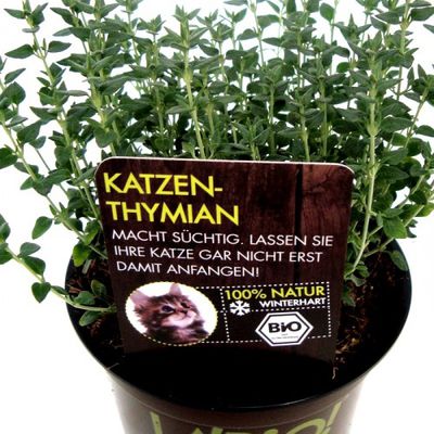 Bio Katzenthymian von Olerum.de auf blumen.de