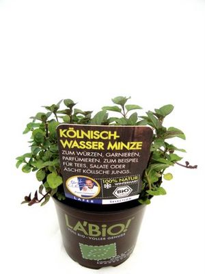 Bio Kölnisch-Wasser Minze von Olerum.de auf blumen.de