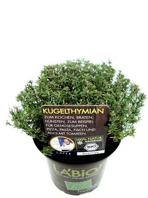 Bio-Kugelthymian  von Olerum.de auf blumen.de