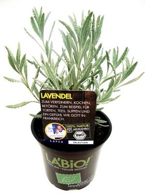 Bio-Lavendel  von Olerum.de auf blumen.de