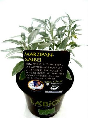 Bio Marzipan-Salbei  von Olerum.de auf blumen.de
