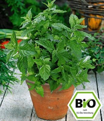 BIO-Minze, Marokkanische von BALDUR-Garten auf blumen.de