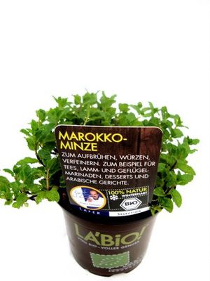 Bio-Minze Marokko  von Olerum.de auf blumen.de