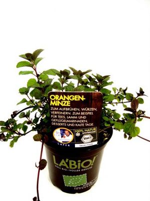 Bio Orangenminze  von Olerum.de auf blumen.de