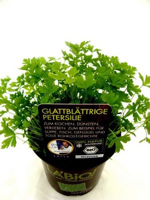 Bio Petersilie (glatt) von Olerum.de auf blumen.de