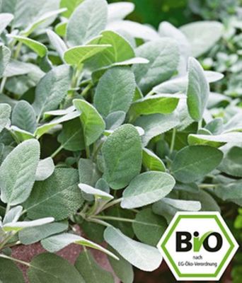 BIO-Salbei von BALDUR-Garten auf blumen.de